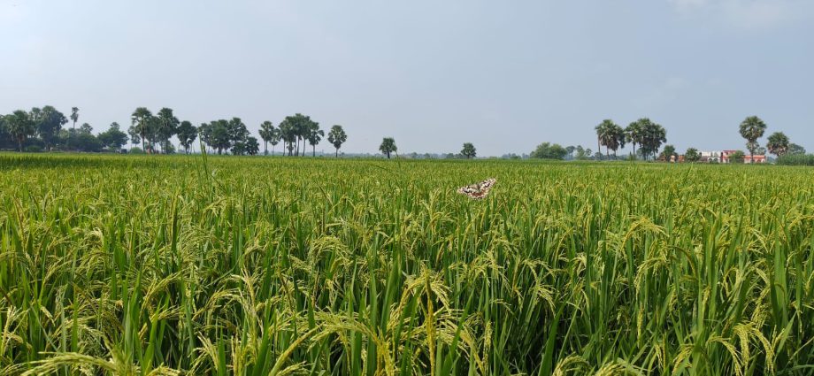 बिहार में कुछ जातियां ही 75 प्रतिशत भूमि पर जमाए हुए हैं कब्जा